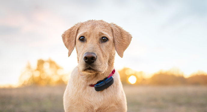 Mokrý pes s Tractive GPS Tracker pre psov